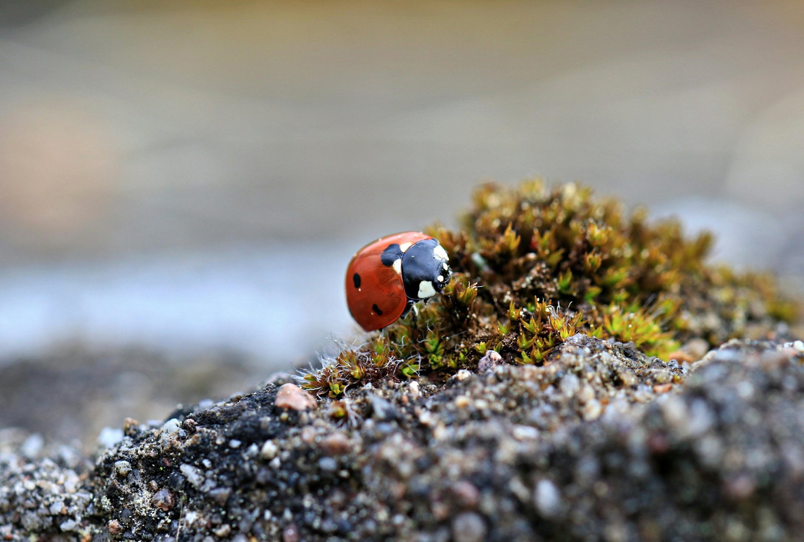 **Exploring the Fascinating World of Animals and Creatures Encyclopedias**